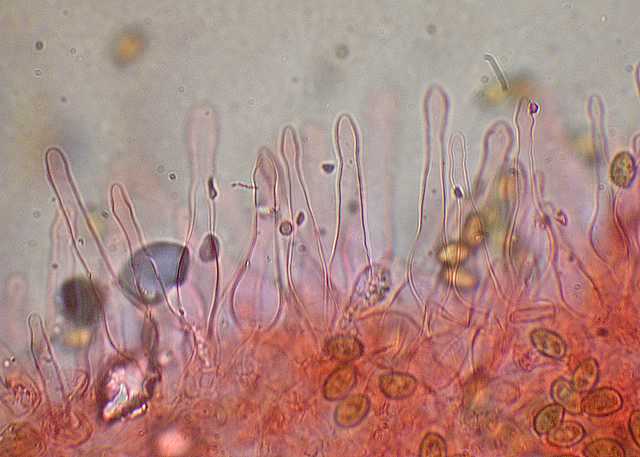 Galerina spec. Cod.DSCN 9112